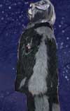 Wolf5